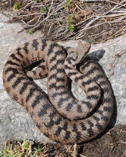 Vipera infernalis?!